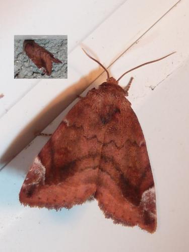 Réf. 207 472 : Cosmia pyralina